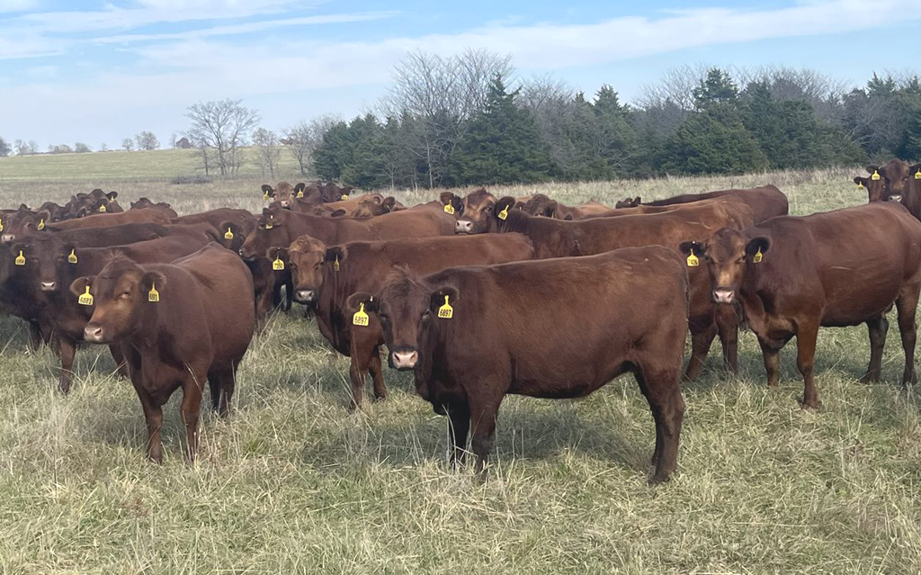 Smallest Beef Cow Herd since 1962; Breakdown by State