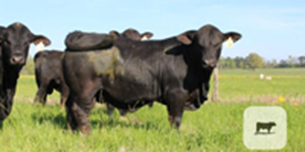6 Reg. Brangus Bulls... East TX