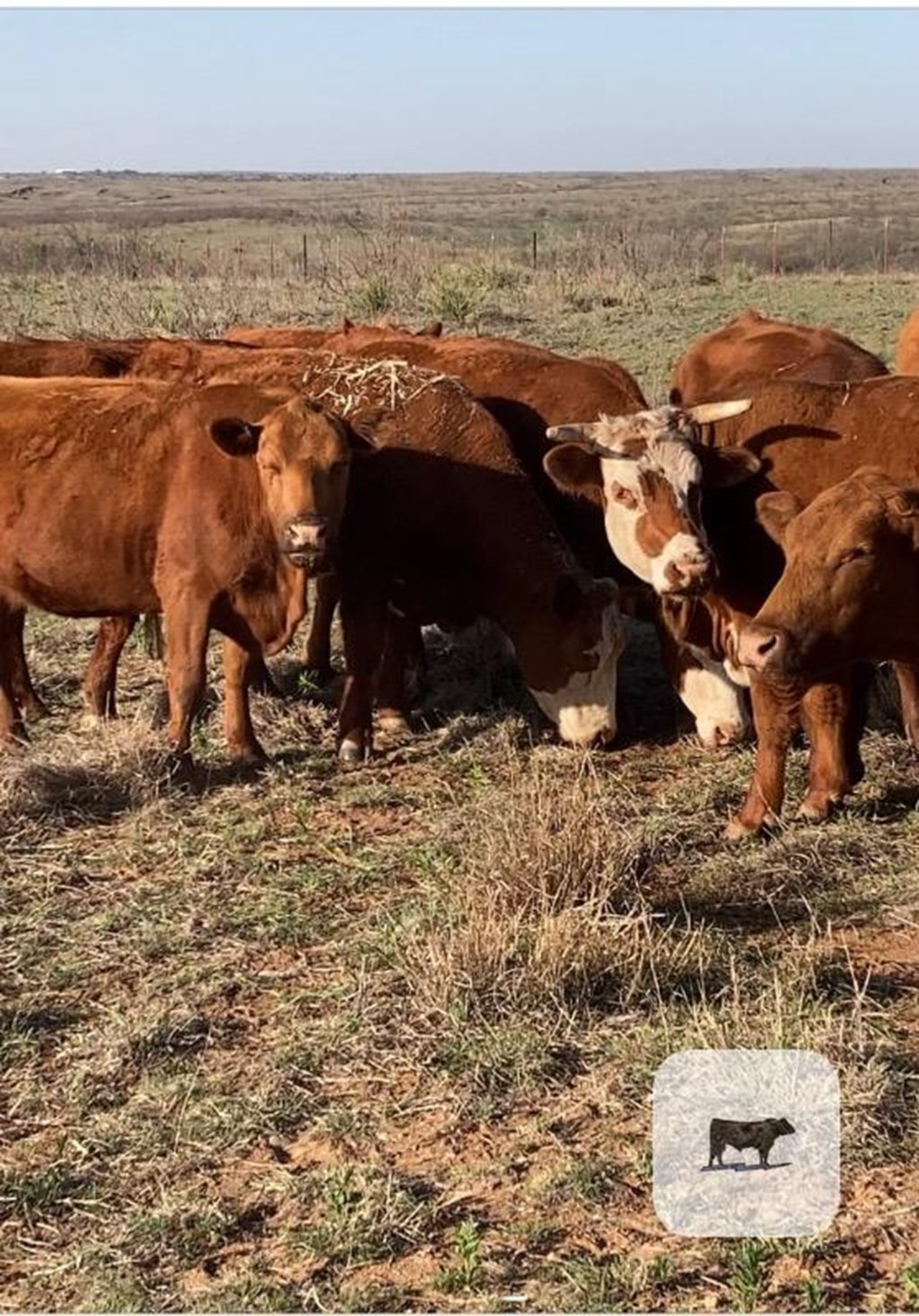 Cattle Range Listing Photo