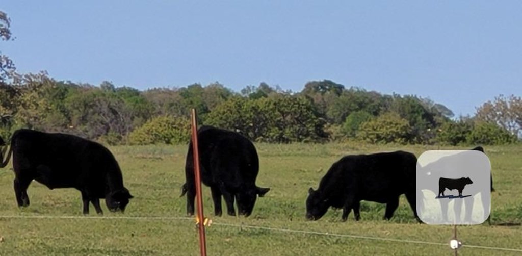 Cattle Range Listing Photo