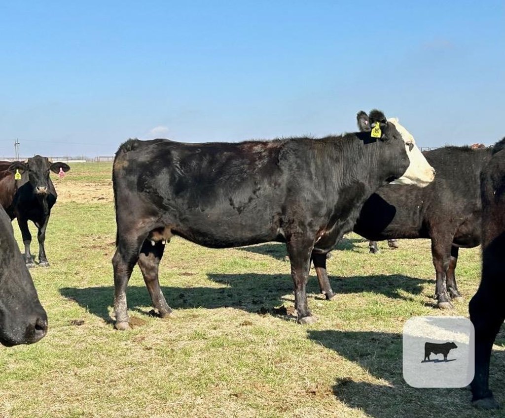 Cattle Range Listing Photo