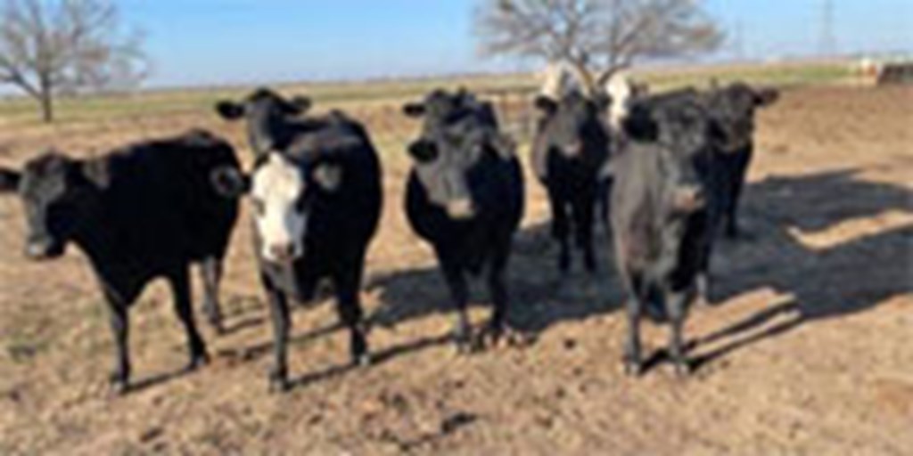 Listings Cattle Range