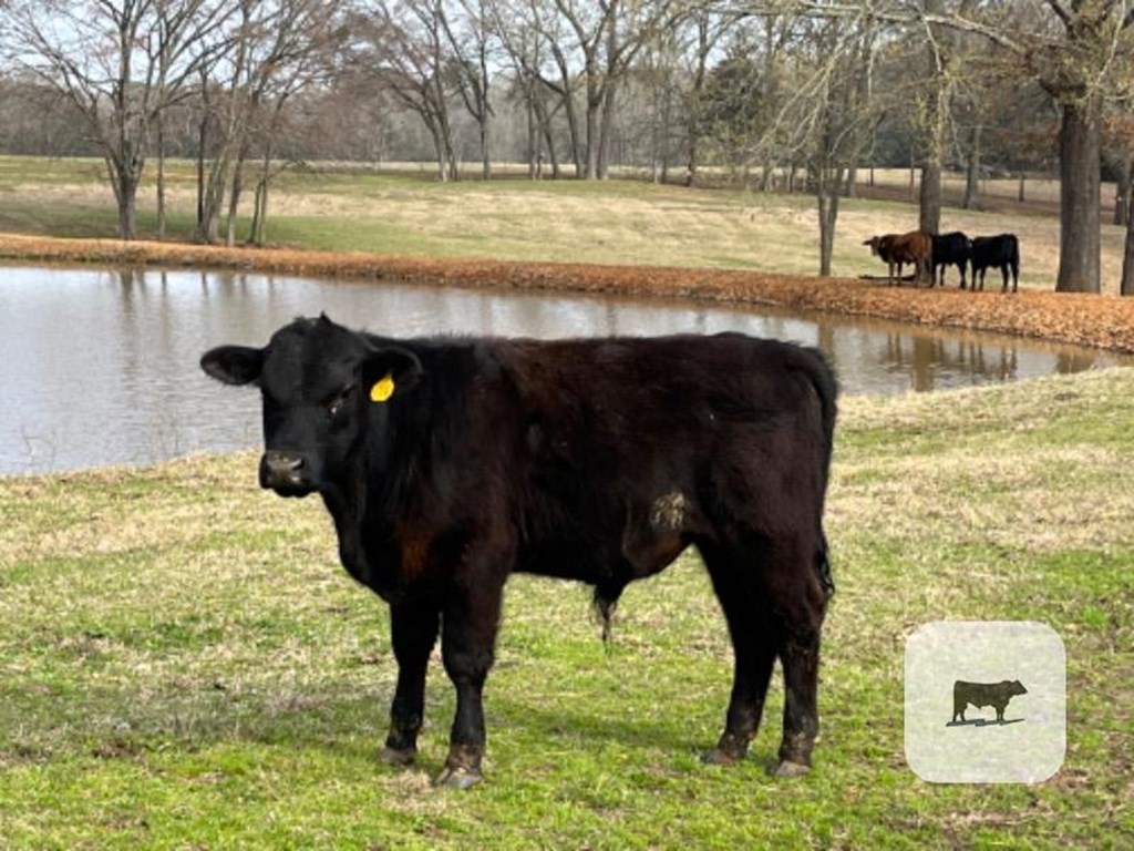 Cattle Range Listing Photo