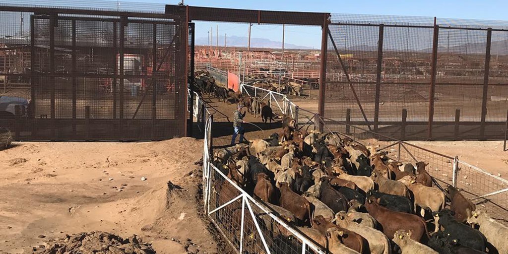 USDA will not ban Cattle Imports from Mexico over Latest Screwworm Case