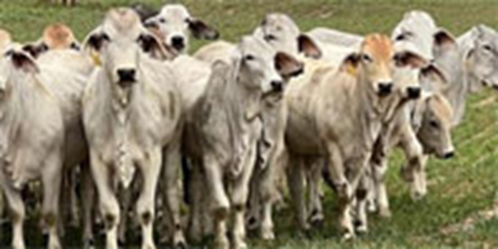 56 Brahman Bred Heifers... S. Central TX