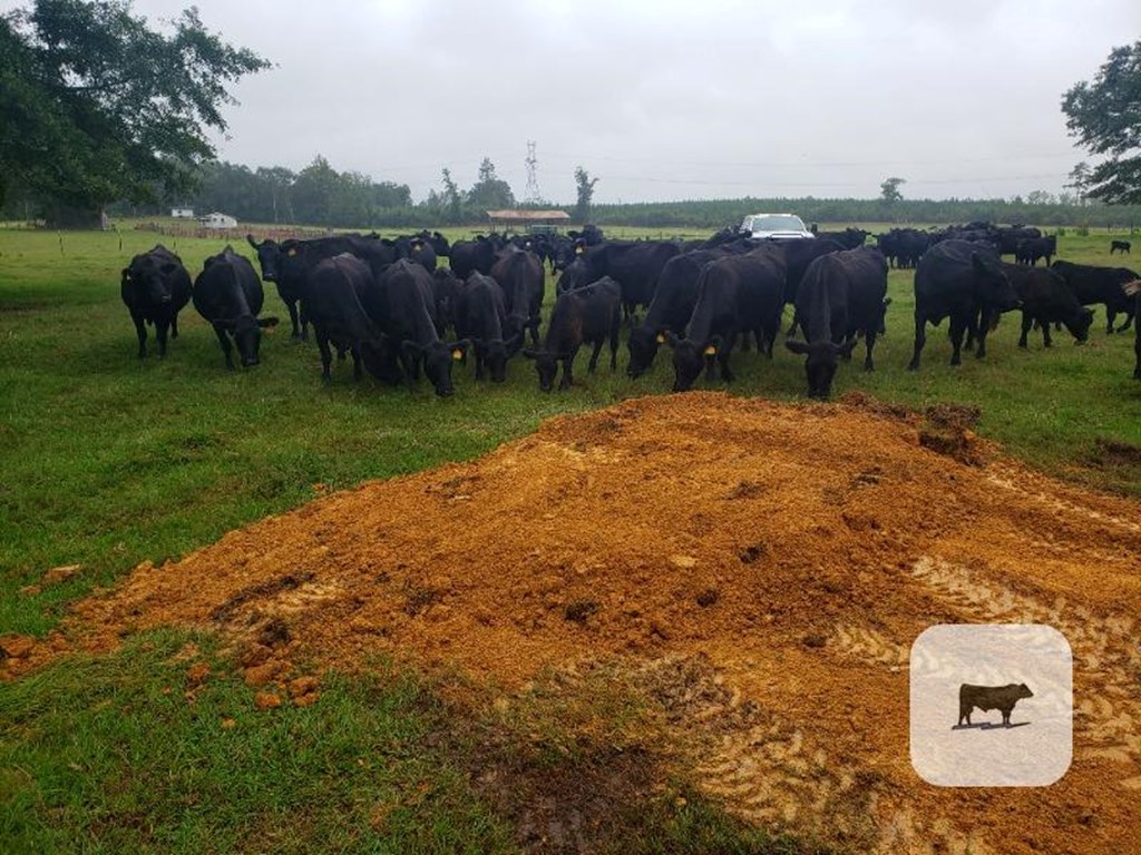 Cattle Range Listing Photo