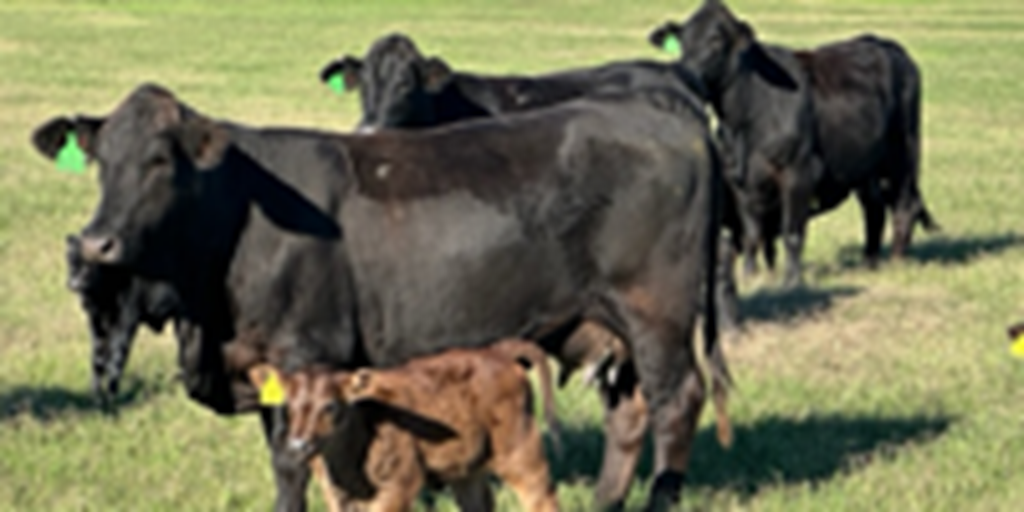 5 Brangus 1st-Calf Pairs... Central TX