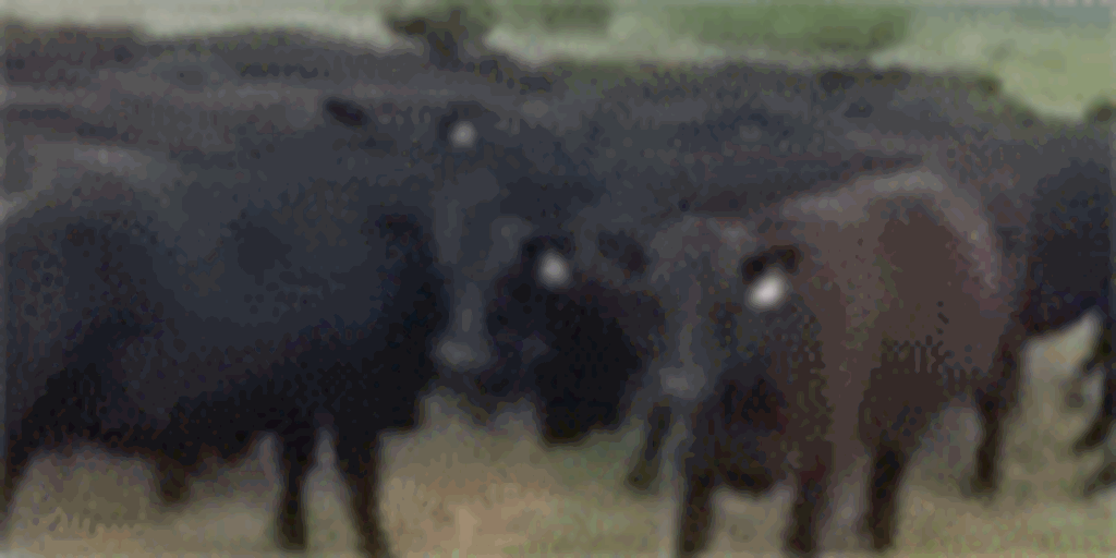 45 Angus Cows... North TX