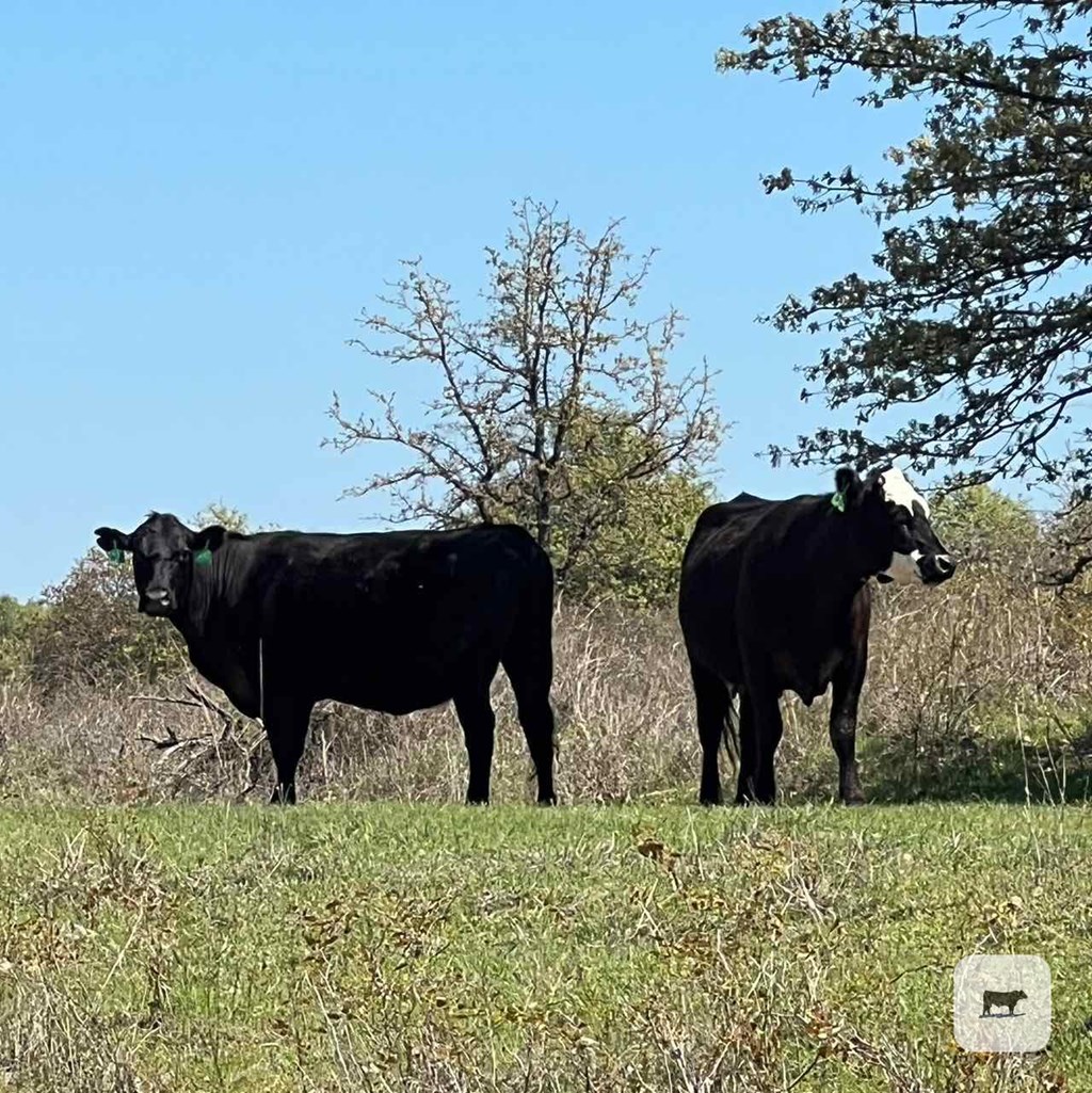 Cattle Range Listing Photo