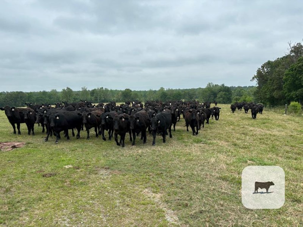 140 Angus Cows & BWF Cows… Northeast AR Cattle Range