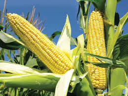 Record Corn Yield Forecast for 2021/22 Crop