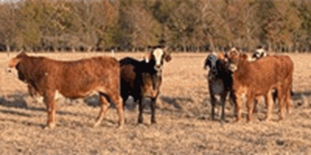 11 F1 Braford & Tigerstripe Bred Heifers... E. Central LA