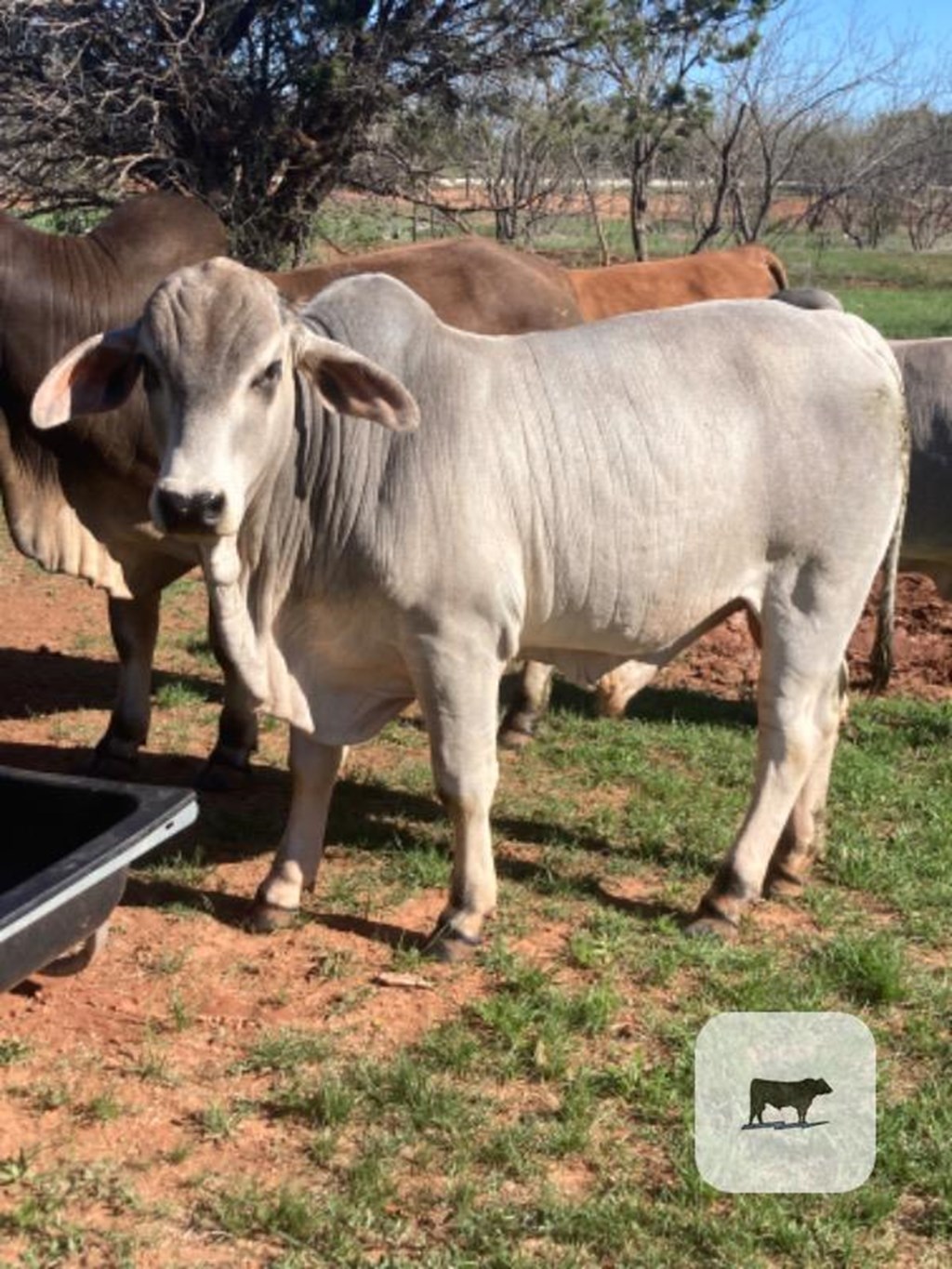 Cattle Range Listing Photo