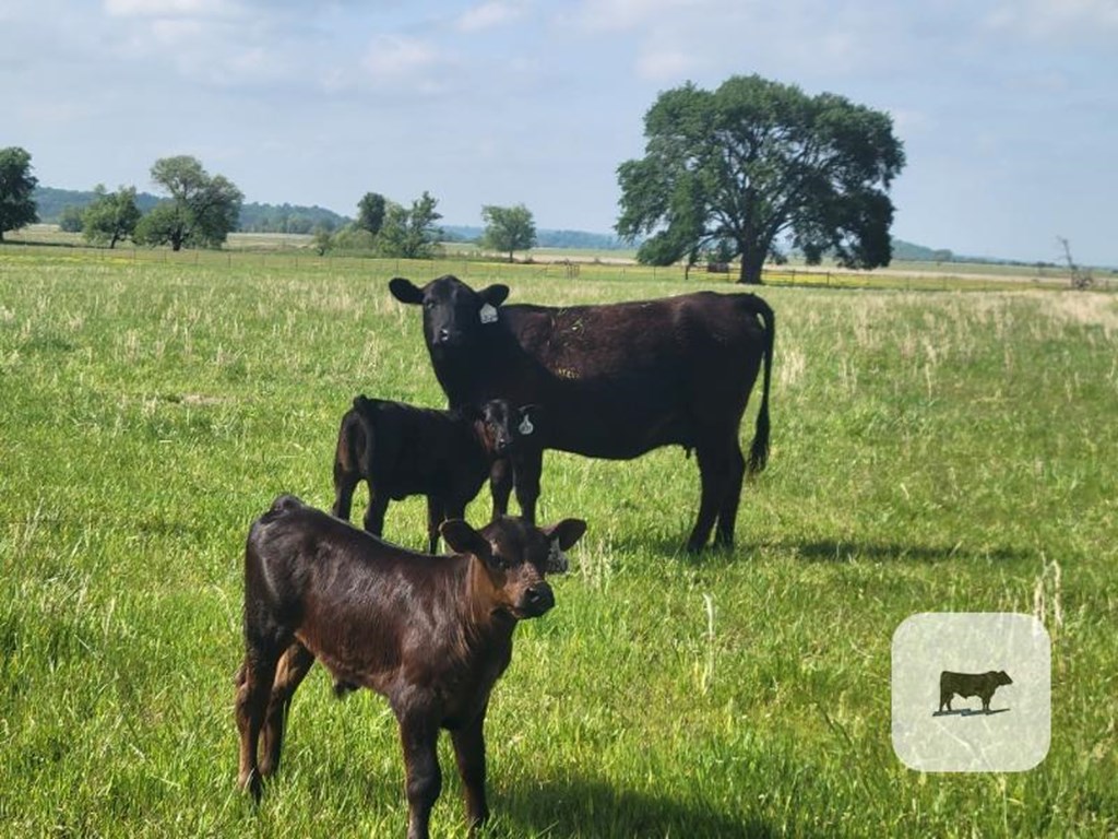 Cattle Range Listing Photo