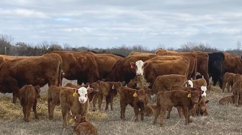 Will the last independent cattle producer please turn off the lights?