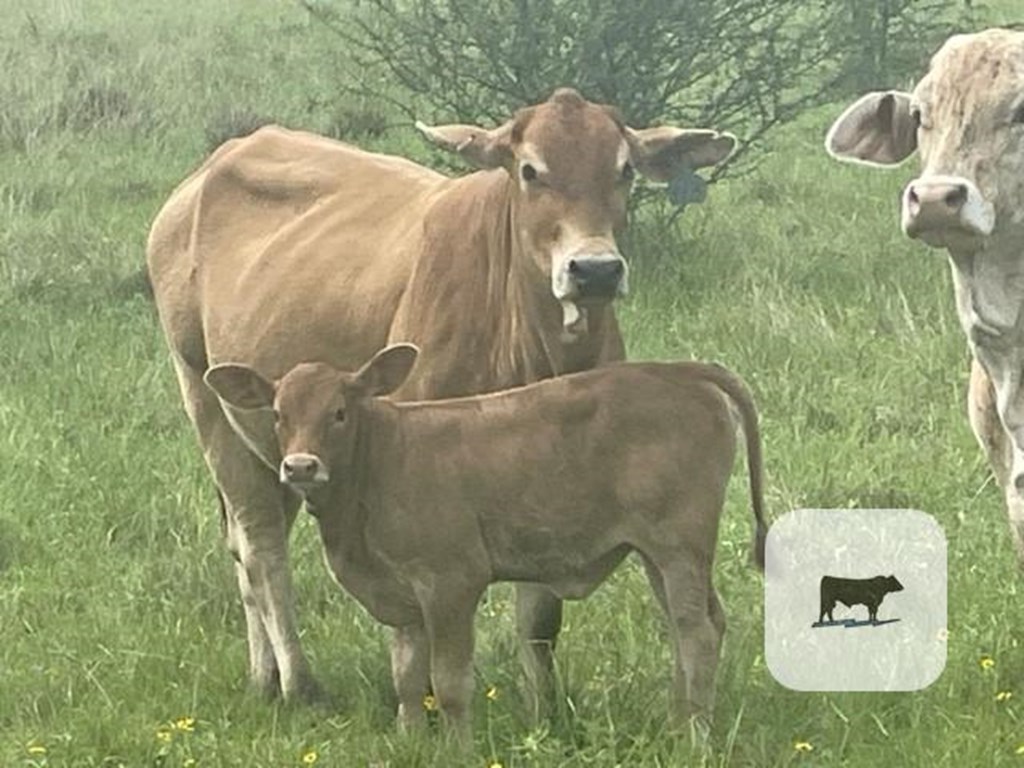 Cattle Range Listing Photo