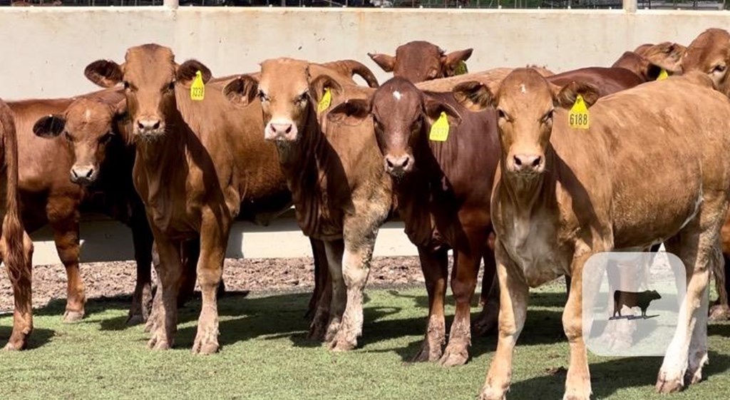 Cattle Range Listing Photo