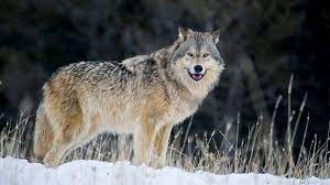 NCBA & PLC Confident That FWS Review Will Find Western Gray Wolves Recovered