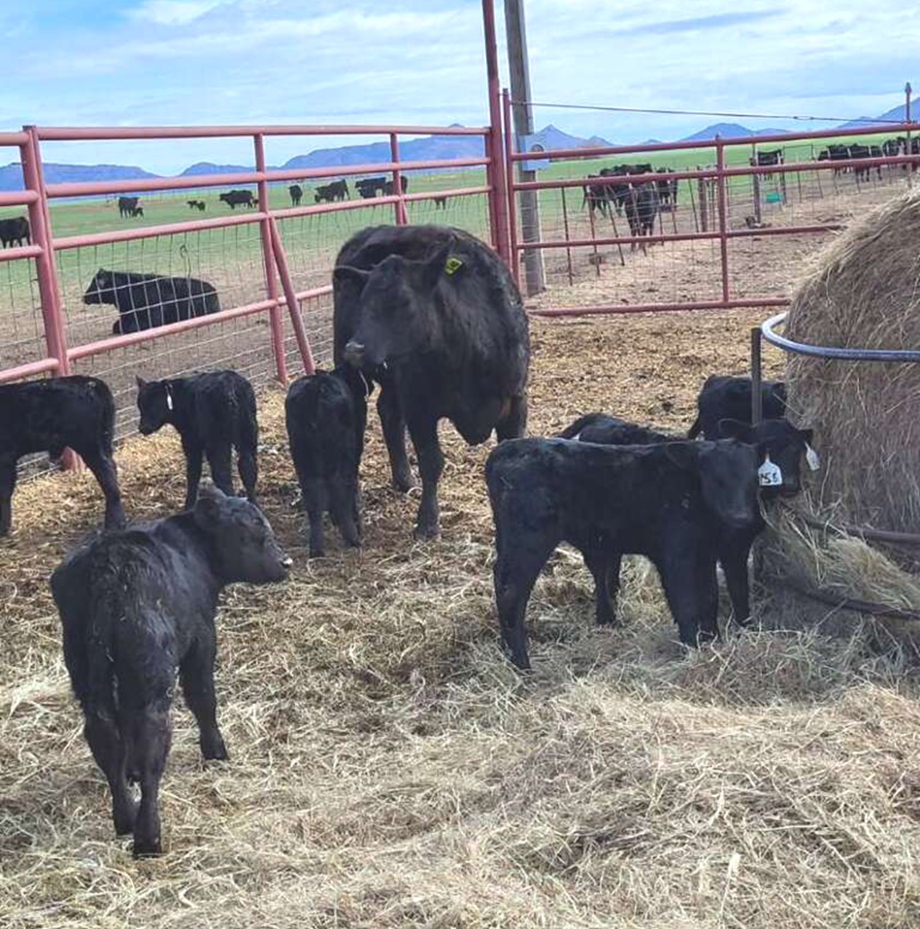Cattle Range Listing Photo