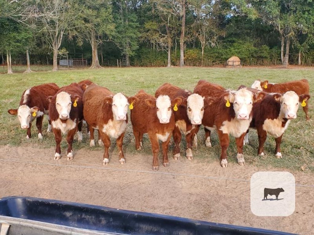 Cattle Range Listing Photo