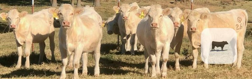 Cattle Range Listing Photo
