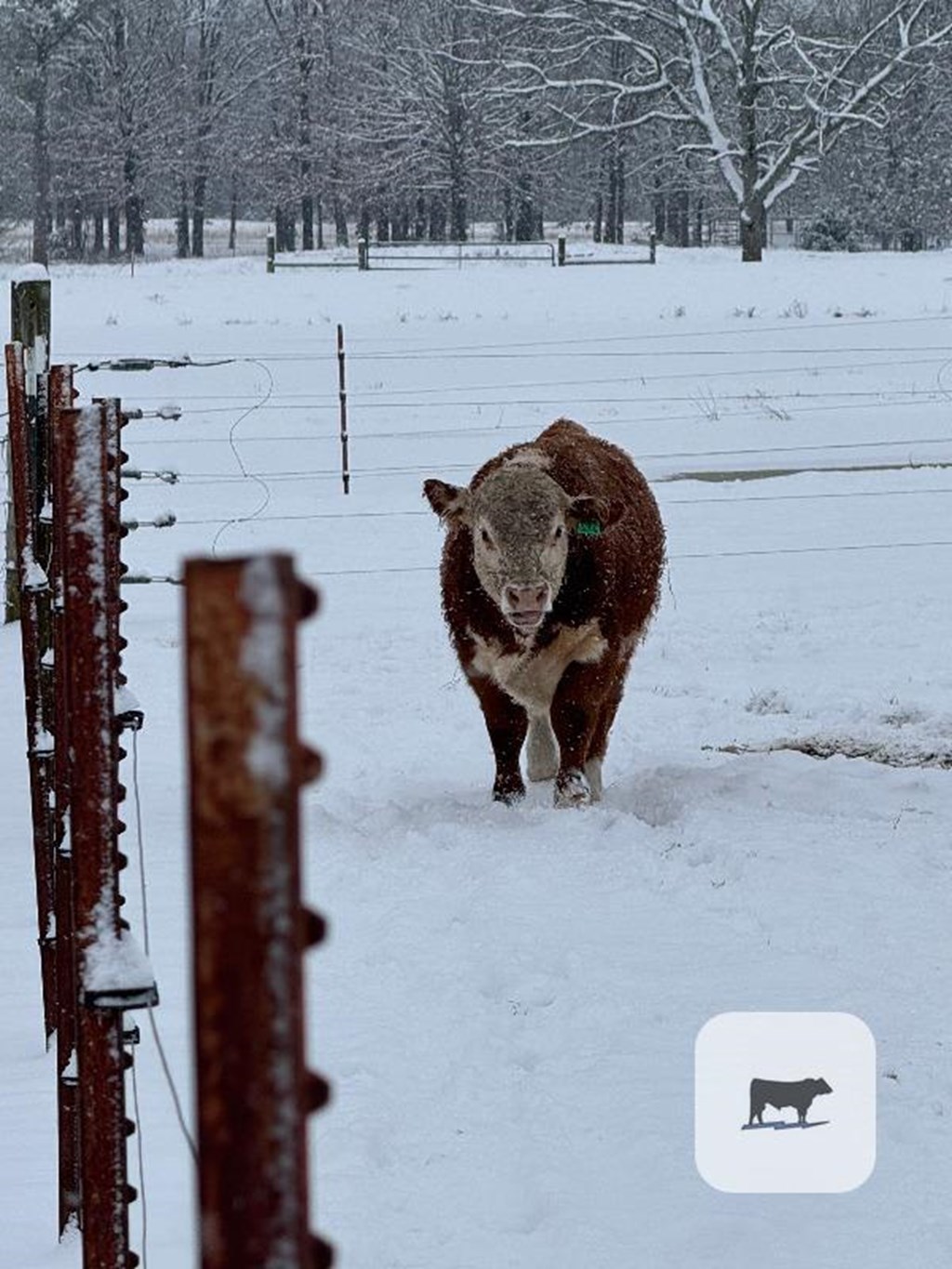 Cattle Range Listing Photo