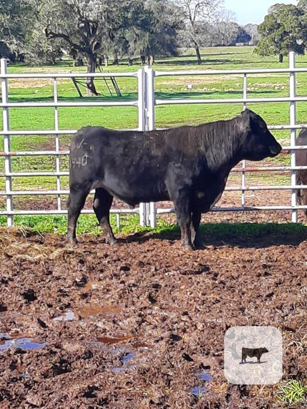 Cattle Range Listing Photo