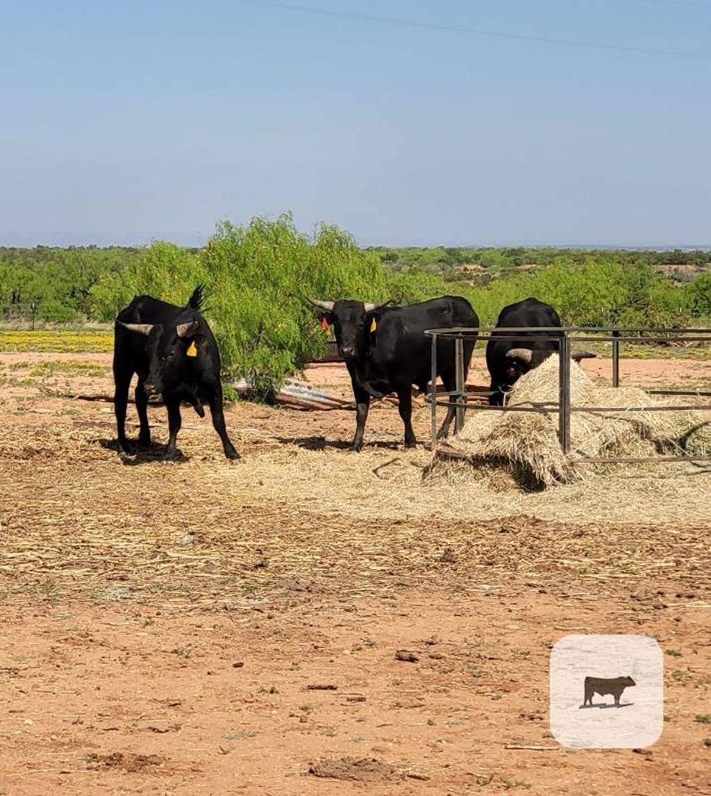 Cattle Range Listing Photo
