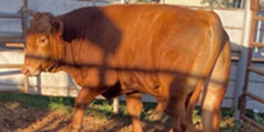 1 Full Blood Reg. Red Wagyu Bull... Southwest OK