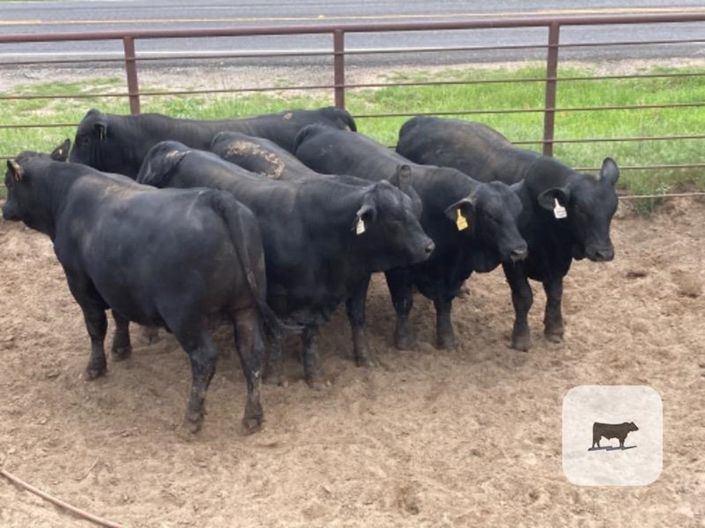 Cattle Range Listing Photo