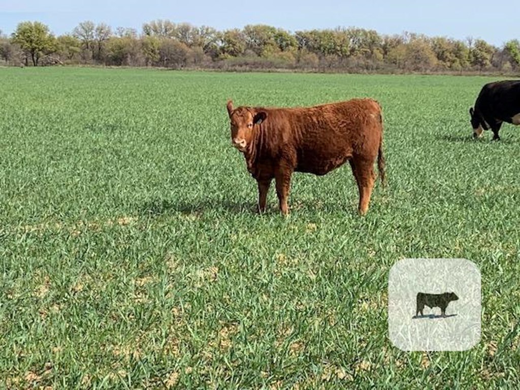 Cattle Range Listing Photo