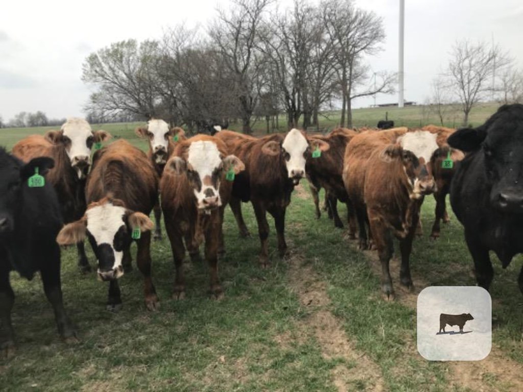 Cattle Range Listing Photo