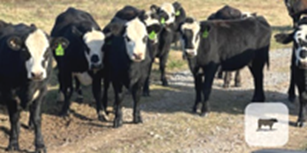 18 Angus Cross 'BWF' Bred Heifers... E. Central OK