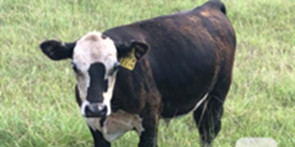 3 Reg. Black Hereford Bulls... East TX