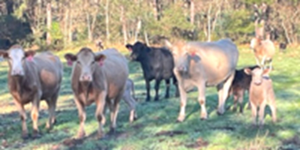25 Crossbred Cows w/ 15+ Calves... East TX