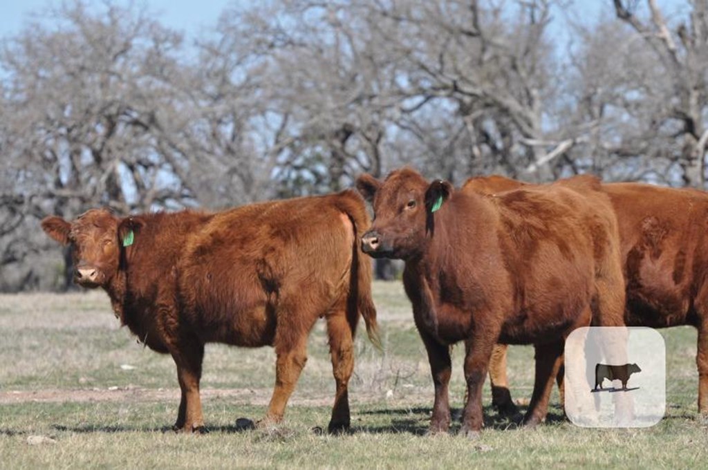 Cattle Range Listing Photo