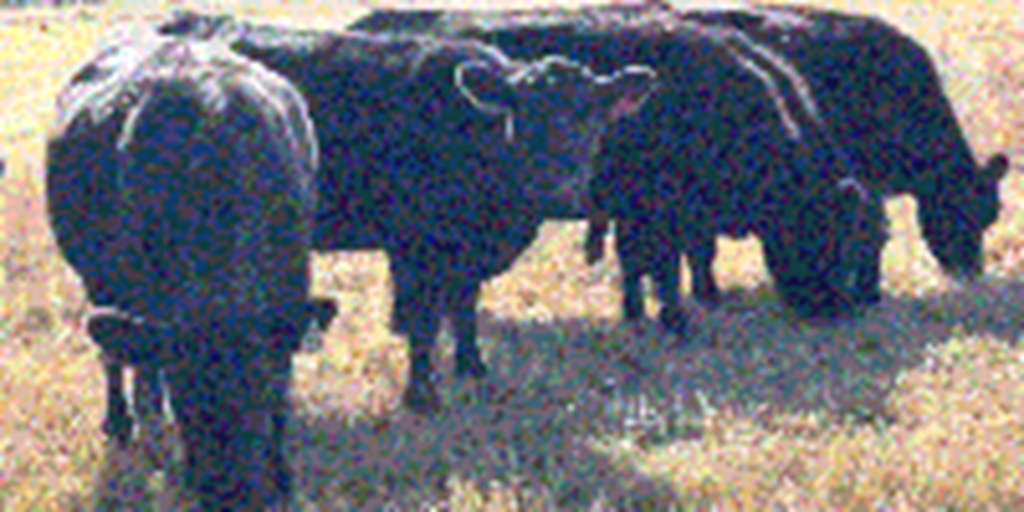 12 SimAngus Bred Heifers... Northeast TX
