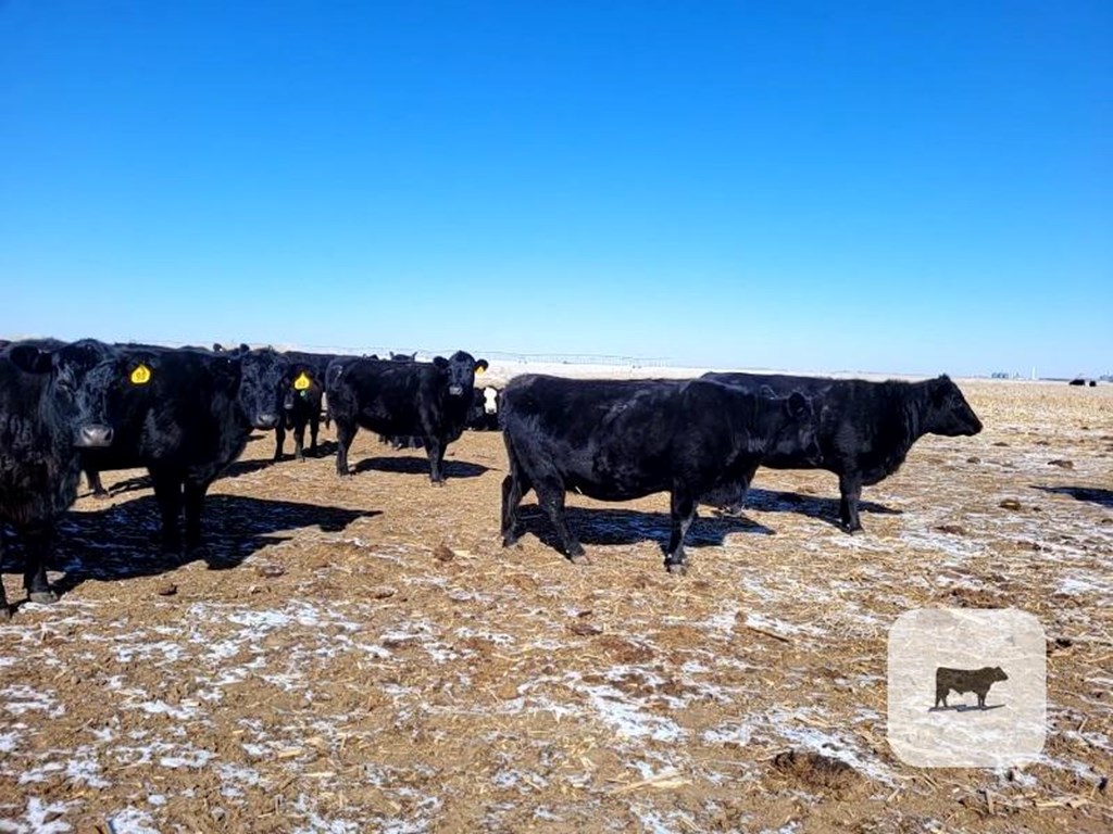 Cattle Range Listing Photo