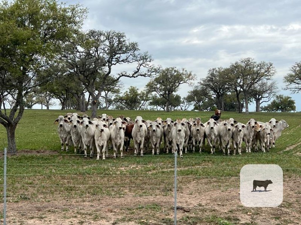 Cattle Range Listing Photo