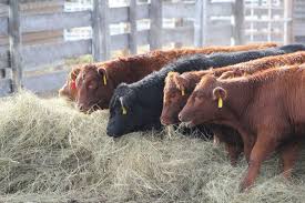 Stop Weaning Calves on Livestock Trailers