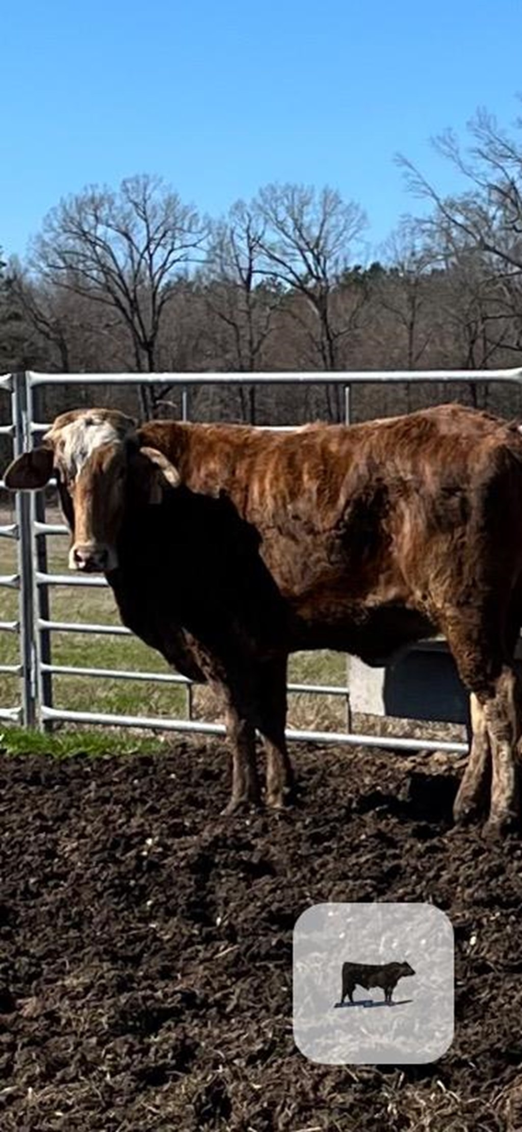 Cattle Range Listing Photo
