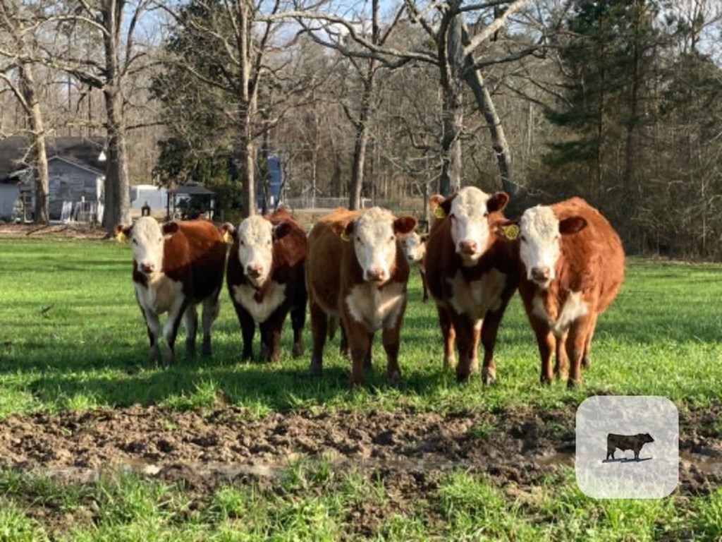 Cattle Range Listing Photo