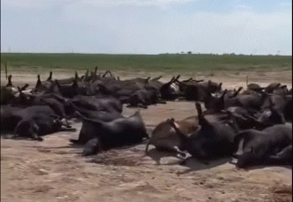 Video of Dead Cattle in Kansas