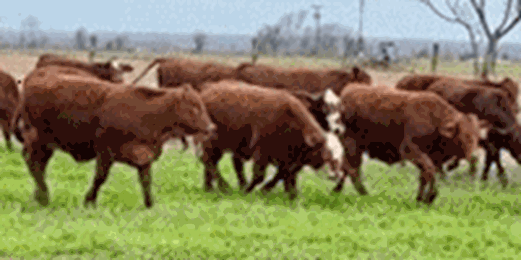 40 Beefmaster, Beefmaster Cross, Santa Gertrudis & Santa Gertrudis Cross Rep. Heifers... Central TX