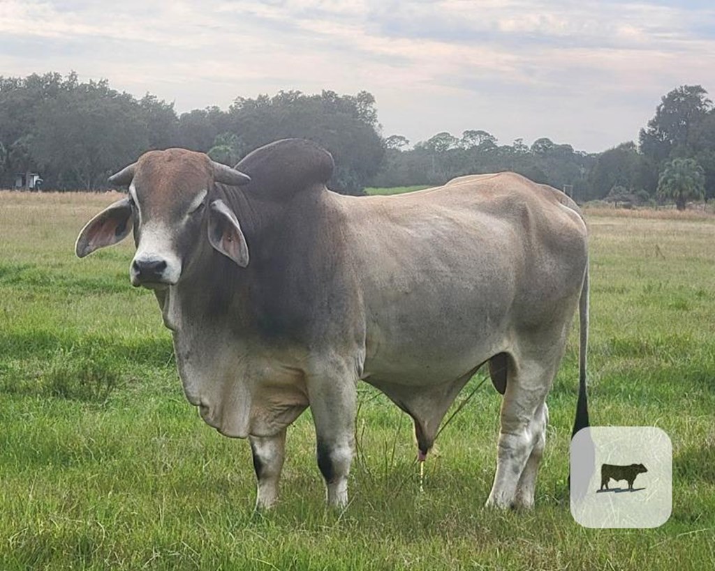 Cattle Range Listing Photo
