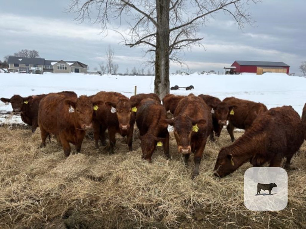 Cattle Range Listing Photo