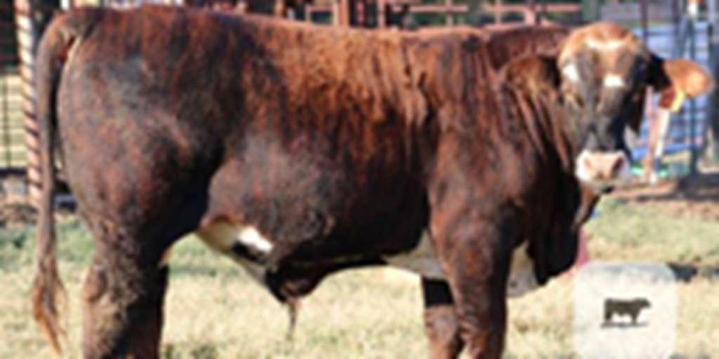 2 Hereford/Angus & Hereford/Brahman Bulls... Northeast TX
