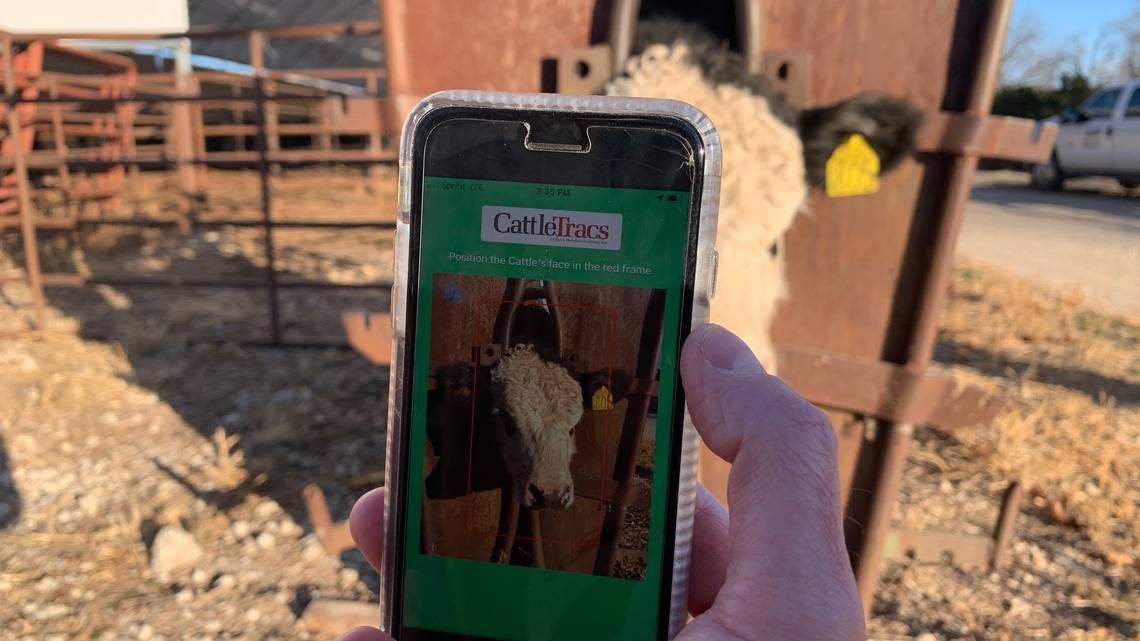 Facial Recognition can be used to Track Disease in Cattle
