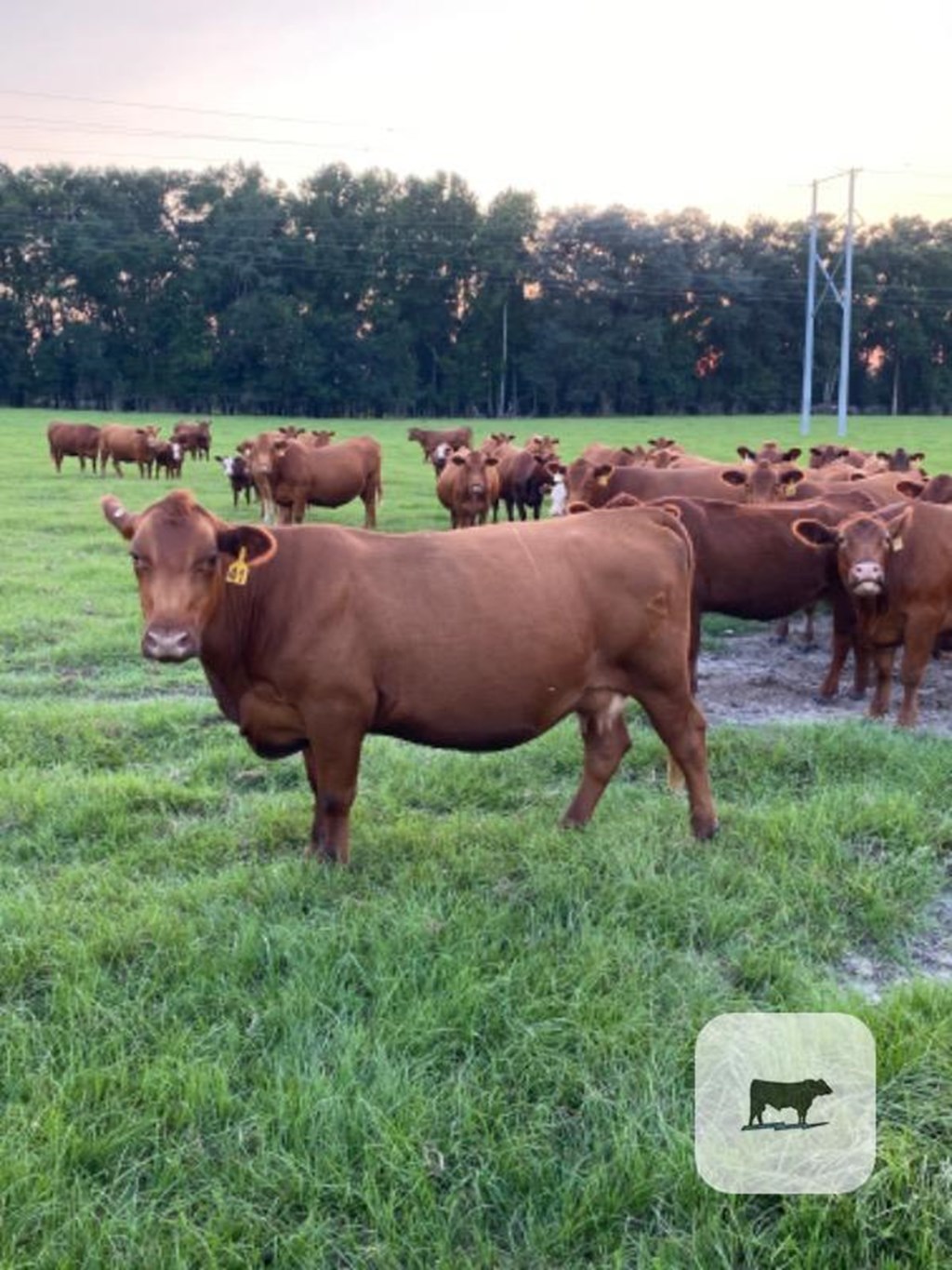 Cattle Range Listing Photo