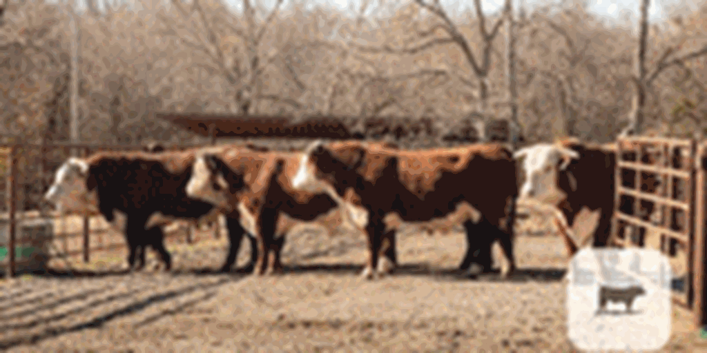 15 Hereford Bulls... Southwest MO